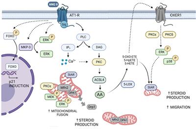 Frontiers | New Insights Into Signal Transduction Pathways In Adrenal ...